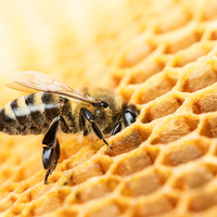 Berringa Organic Honeycomb